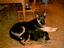 Provided by a van gogh mobile pet grooming, cartersville 
