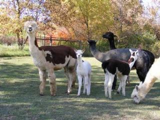 LocalHarvest1.JPG provided by Circle R Ranch - Alpacas Caledonia 49316 