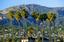 Santa Barbara & Montecito Luxury Homes