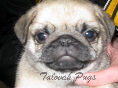 Puppy Pics Of Pugs. pug puppy