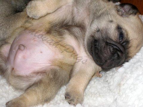pug puppies for sale in oklahoma pug breeders in oklahoma pug puppies for sale in oklahoma pug breeders in oklahoma