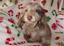 Provided by Roxies Doxies, Idaville 