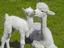 Provided by Maple View Farm Alpacas, Brandon 