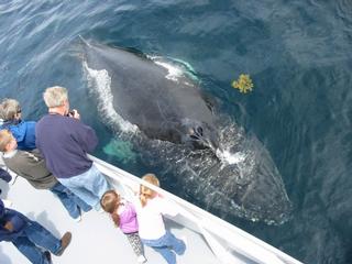 Boothbay Whale Watch - Boothbay Harbor, ME