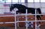 Provided by Sentinel Sport Horses, Windsor 
