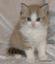 Provided by Elvia's Ragdoll Babz, Swanzey 