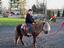 Pony Rides