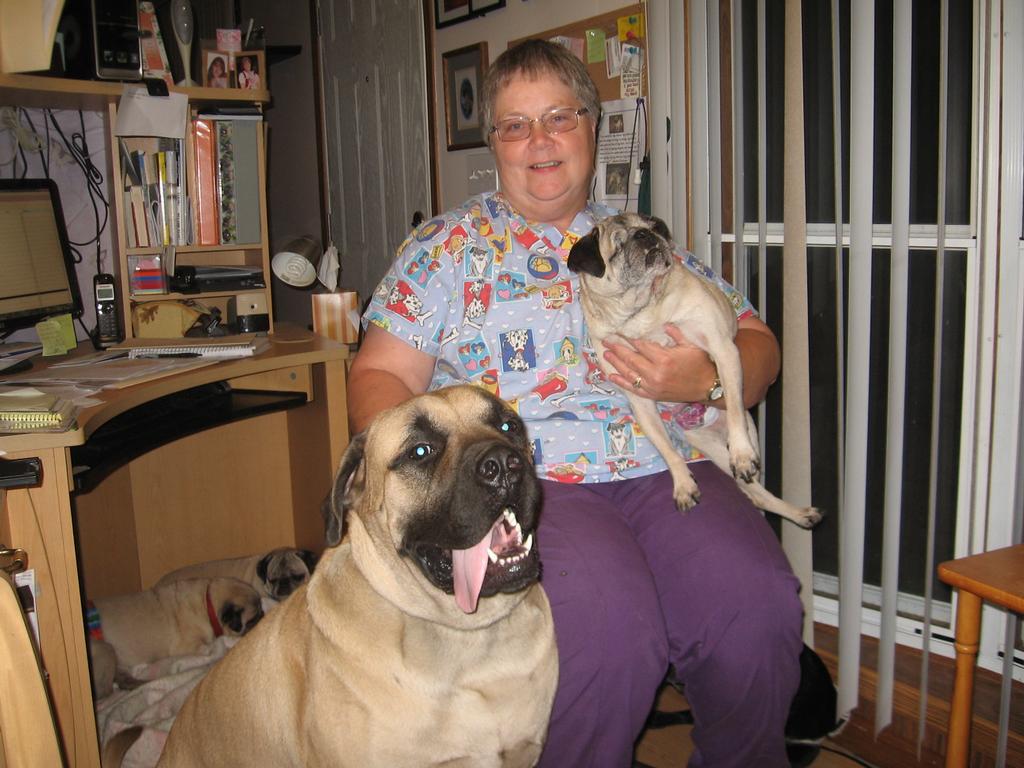 mastiff and pug pawsatively wonderful inc poquoson va 23662 804 450 2887 mastiff and pug pawsatively wonderful inc poquoson va 23662 804 450 2887