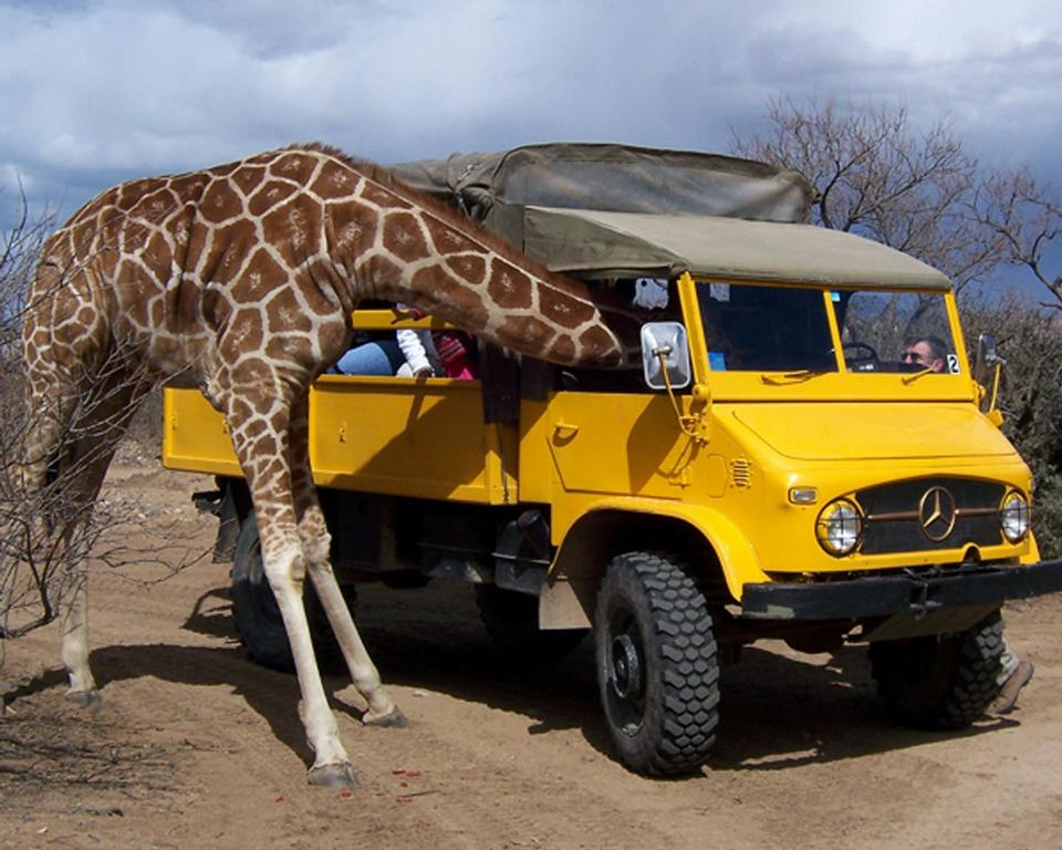 Out of africa zoo coupons