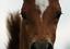 Equine Colic Relief America