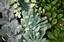 Provided by Green Rooster Gardens, Austin 