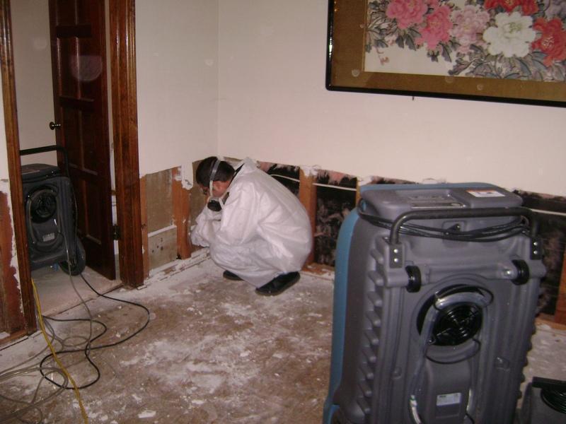 mold removal