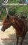 Chestnut Arab look horse Malita.jpg