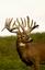 Provided by Valley View Whitetails, West Liberty 