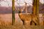 Provided by Valley View Whitetails, West Liberty 