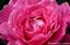 AVON/   SherryM -Avon Representative
