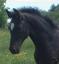 Provided by Dream Horse Equestrian, Marshfield 
