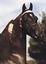 Windfall Stables