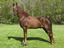 Provided by Windfall Stables, Bourbon 