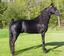 Provided by Windfall Stables, Bourbon 