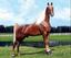 Provided by Windfall Stables, Bourbon 