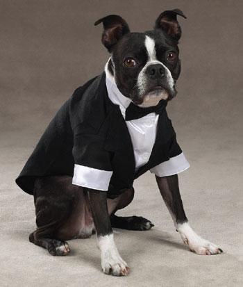 paramus puppy spa 4 legged clothes cat and accessories paramus nj 07652 201 923 4567 paramus puppy spa 4 legged clothes cat and accessories paramus nj 07652 201 923 4567
