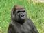 Gorilla Image