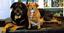 Mountaineer Pet Care Center