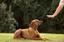 Provided by Paws First Choice - Dog Training in the 805, Port Hueneme 