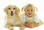 Petcaredealer