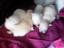Provided by pampered pets, Mondovi 