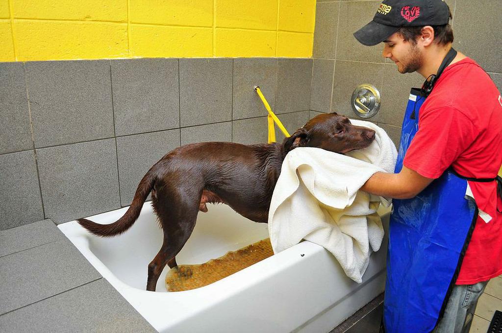 Pictures for Dogma Dog Care in Smyrna, GA 30082 Cat Grooming