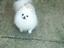 Provided by Sandy's Poms Teacup Pomeranians & Teddy Bear Pomeranians, Arlington 
