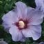 The Rose of Sharon Christian Book Store