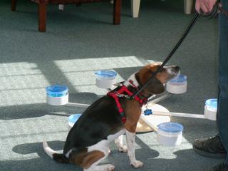 Daisey Delmar2.JPG provided by Ladybug Pest Management Inc Delmar 19940 