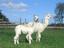 Provided by True Colors Alpaca Farm, Caledonia 