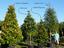 Provided by Wee Tree Nursery, Altoona 