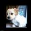 Provided by PatsysPups, Lafayette 