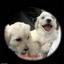 Provided by PatsysPups, Lafayette 