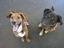 Provided by Wagging Tail Ranch LLC, Elk Mound 