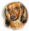Provided by Gentry's Dachshunds, Connellys Springs 