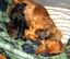 Provided by Gentry's Dachshunds, Connellys Springs 