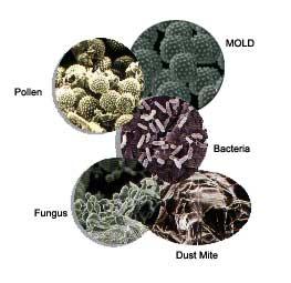 fungus bacteria