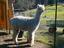 Provided by Alpacas of Alagaesia, Lakeville 