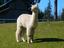 Provided by Alpacas of Alagaesia, Lakeville 