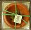 Provided by Cottage Gift Shop, Elmira 