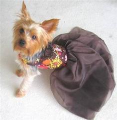 Dog Grooming Lehigh Acres Fl Dog Grooming Lehigh Acres Fl