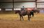 Provided by Louisiana Laroux Quarter Horse, Opelousas 