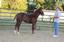 Provided by Louisiana Laroux Quarter Horse, Opelousas 