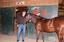 Provided by Louisiana Laroux Quarter Horse, Opelousas 